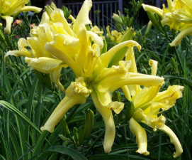 Firefly Frenzy Daylily