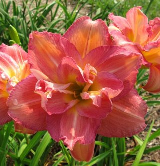 Jeffcoat Style Daylily