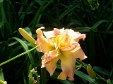 Rosy Outlook Daylily
