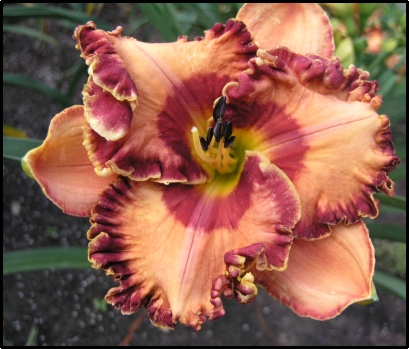 'Audacious Glamour' Daylily