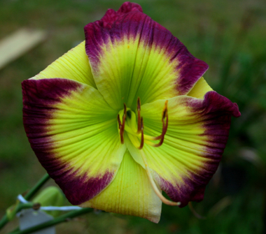 'Awed By Claude' Daylily