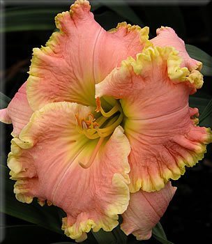 'Bill Robinson'_Daylily