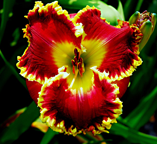 'Bold Paint' Daylily
