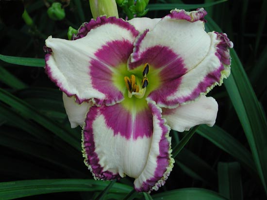 'Bread and Wine' Daylily