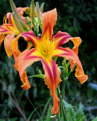 'Carnival in Oz' Daylily