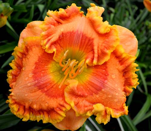 'Citrus Ferriswheel' Daylily
