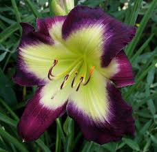 'Cradle of Bethlehem' Daylily