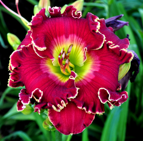 'Crowning Fire' Daylily
