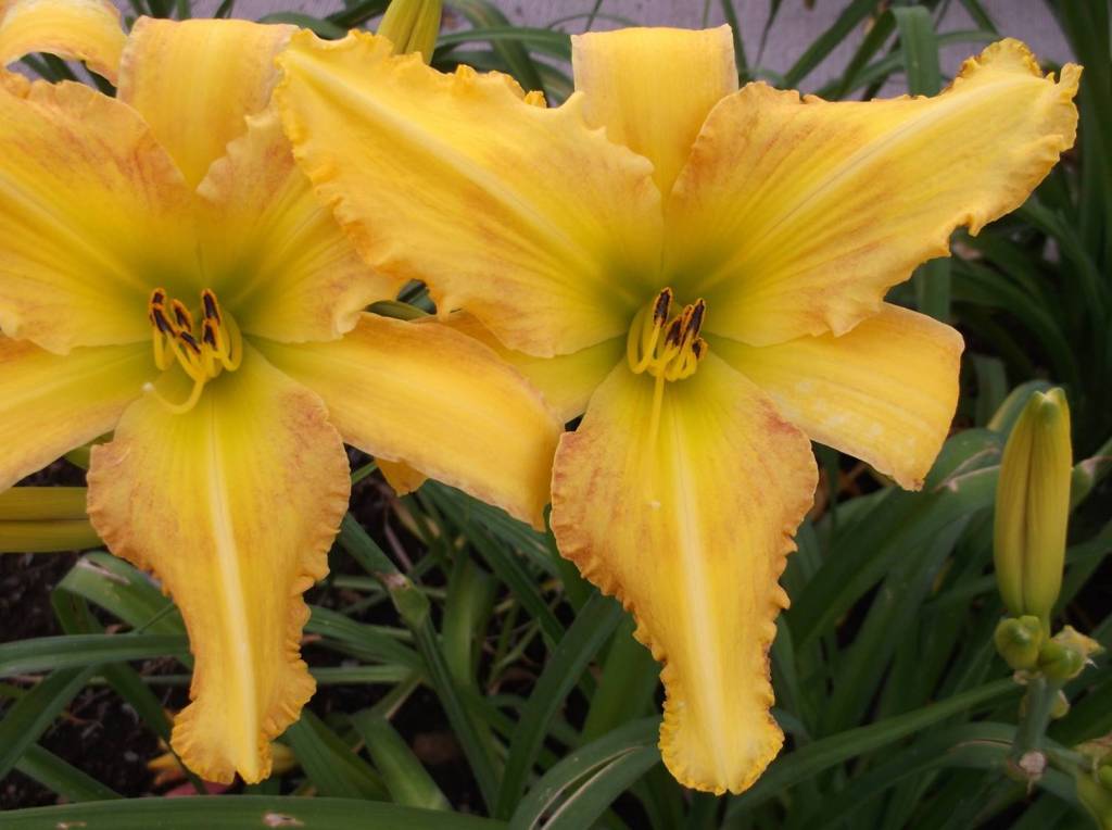 'Dakota Eye Shadow' Daylily