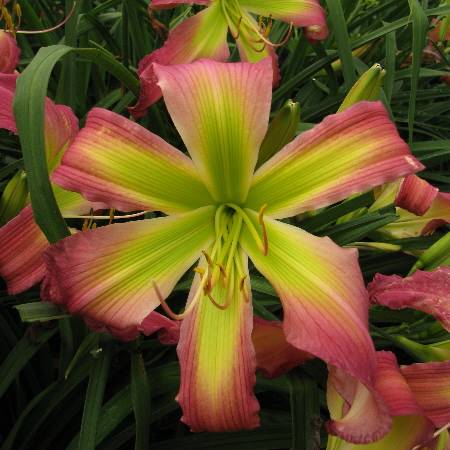 'Dance with Somebody' Daylily