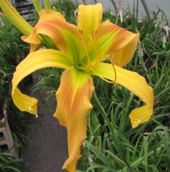 'Dances with Giraffes' Daylily