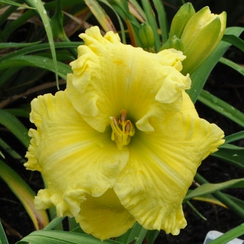 'Divine Ballerina' Daylily