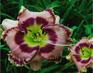 'Doctor Lopez' Daylily