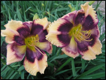 'Echoes From The Past' Daylily