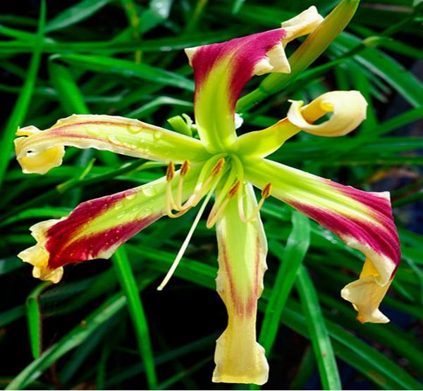 'Electric Snake' Daylily