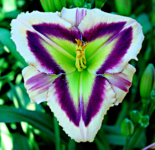 'Emerald Prism' Daylily