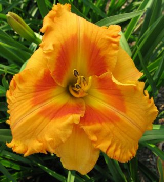 'Fays Fancy Bloomers' Daylily