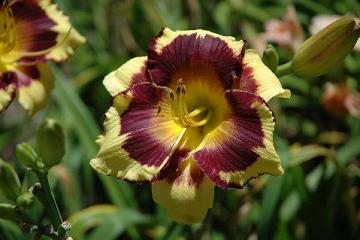 'Forsyth' Daylily