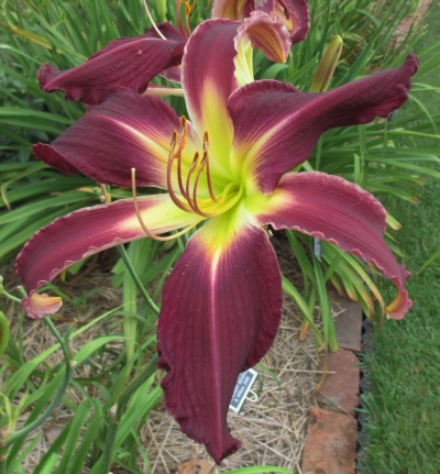 'Handsome Cowboy' Daylily
