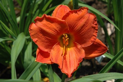 'House of Orange' Daylily