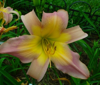 'Kyoto Swan' Daylily