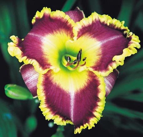 'Leaving Me Breathless' Daylily