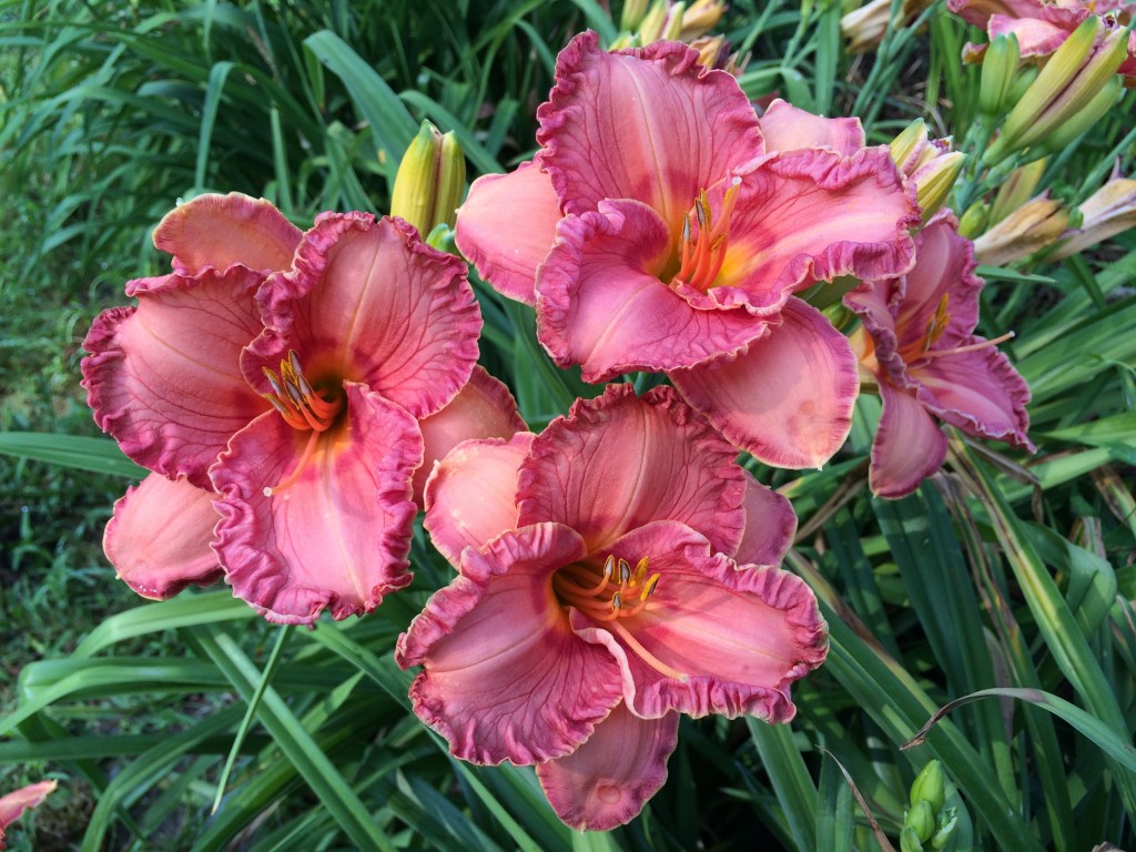 'Lovely Lenita' Daylily