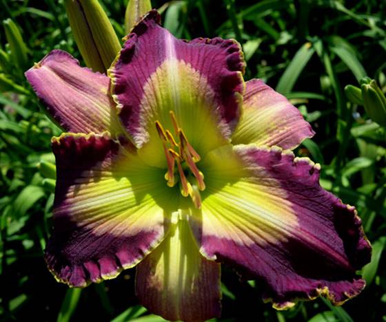 'Lucky You' Daylily