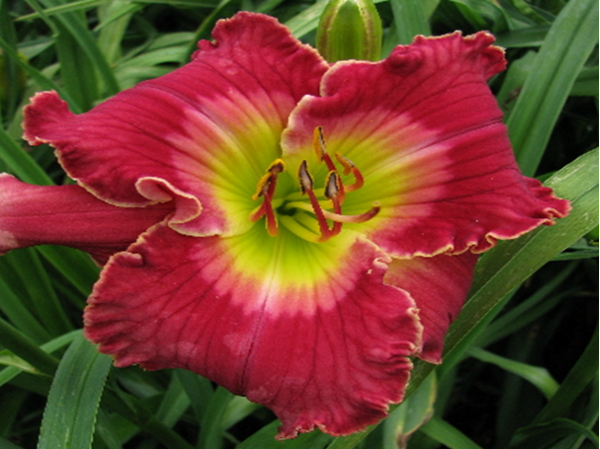 'Pickin and Grinnin' Daylily