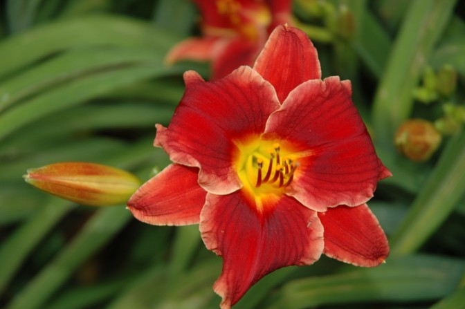 'Pocket Change' Daylily