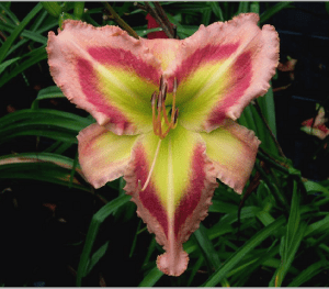 'Queen of Green' Daylily