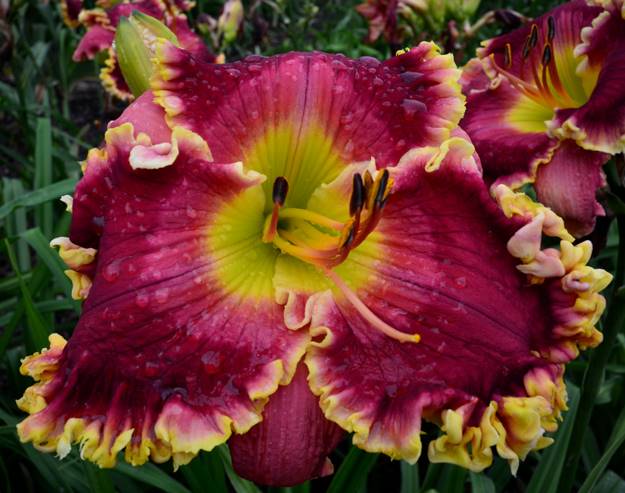 'Rambling Red' Daylily