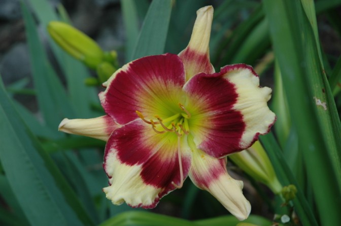 'Red Eyed Fantasy' Daylily