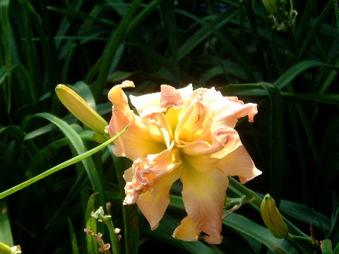 'Rosy Outlook' Daylily