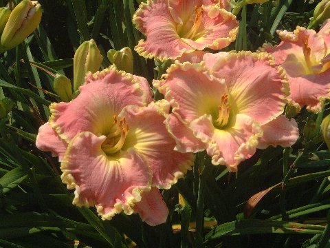 'Shores of Time' Daylily