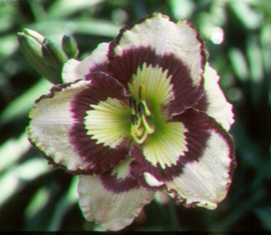 'Spacecoast Seashells' Daylily