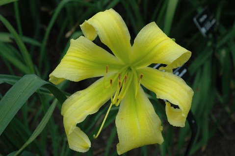 'Spider Miracle' Daylily