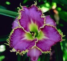 'Spiny Sea Urchin' Daylily