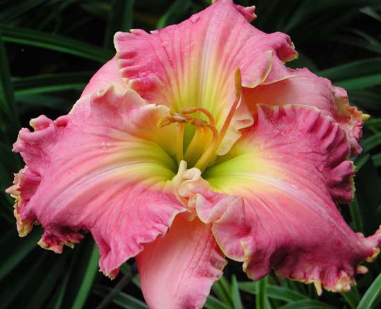 'Symphony of Praise' Daylily