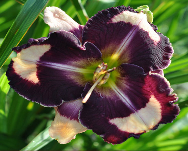 'The one and only' Daylily