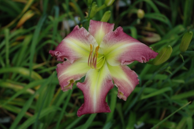 'Vi Dawson' Daylily