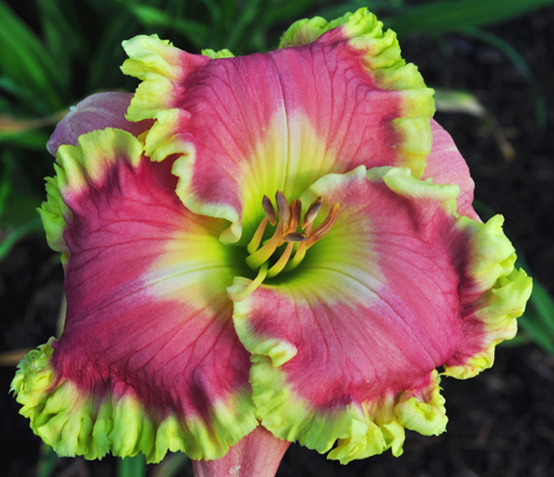 'Vivacious Spirit' Daylily