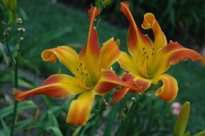 'Watson Park Tempest' Daylily