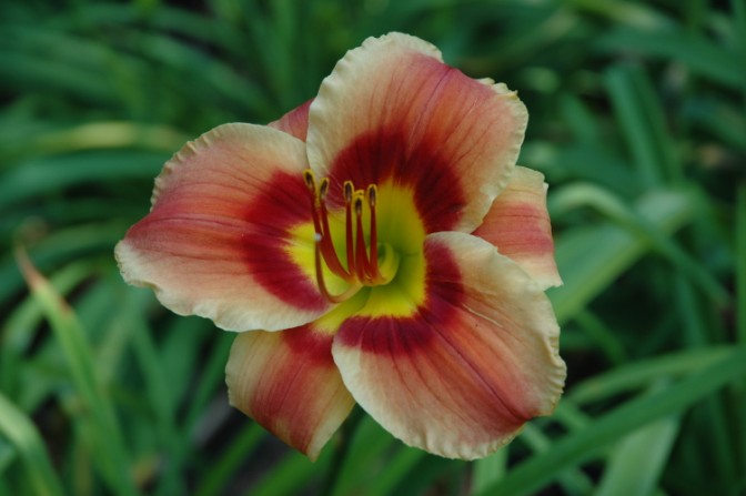 'With all my Heart' Daylily