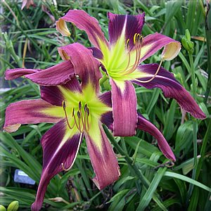 'String Theory' Daylily